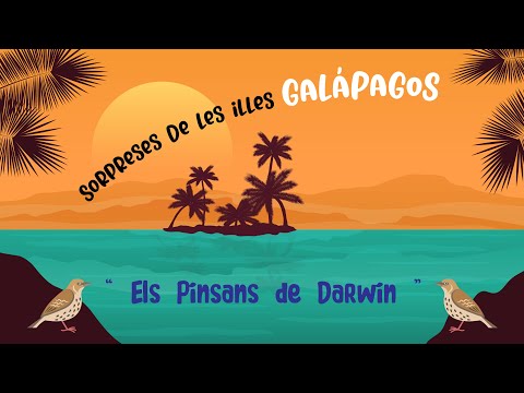 🐦 Els pinsans de Darwin 🐦- Illes Galápagos