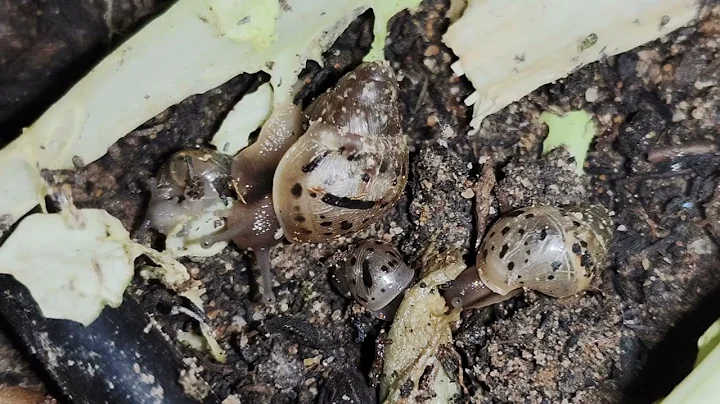 So Many Smallest Snail Growing Fast in The Garden