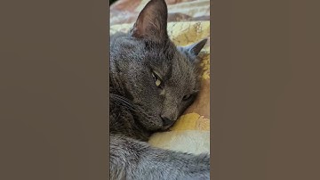 The cute cat-funny -chú mèo dễ thương #cat 1