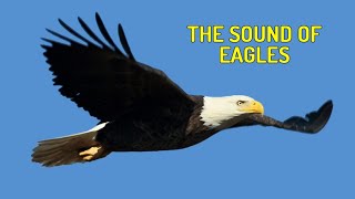 Suara Burung Elang di Angkasa (Sound of Eagles) Asli dari Alam