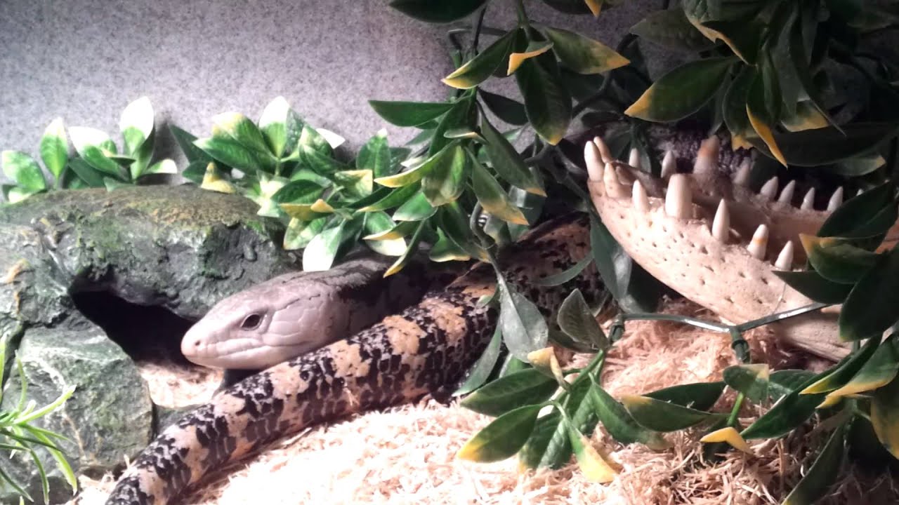 pikachu pokemon My Blue tongue skink pair enclosure set up