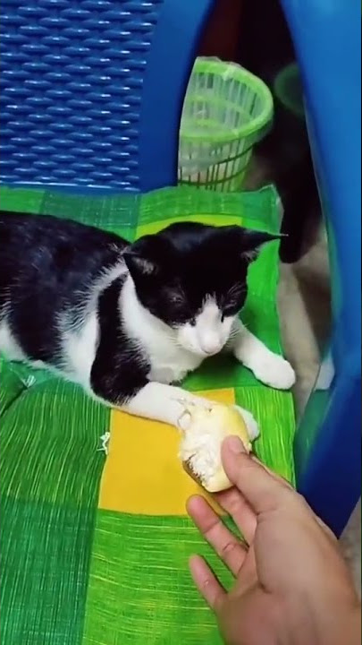 sungguh teganya dirimu 🔥😂