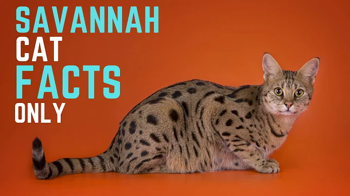 Video 1969461: savannah cat breed, breed facts, cute cat
