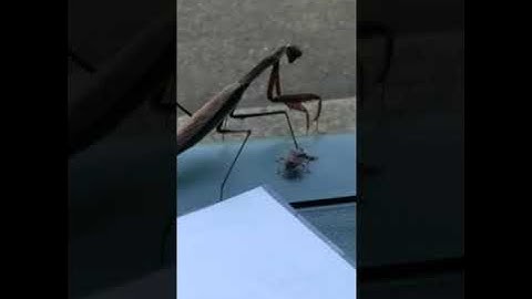 Praying mantis makes light work of a stink bug