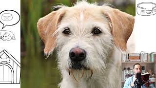 Irish Wolfhound