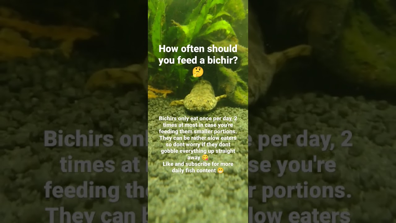 how-often-should-you-feed-a-bichir-fishkeeping-fish-fishfeeding