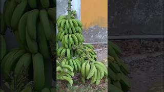 Setting up online marketing for produce from backyard garden to avoid prosecution