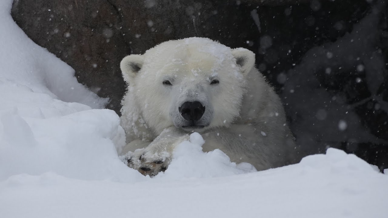 2026 2 19 円山動物園 リラ ライト