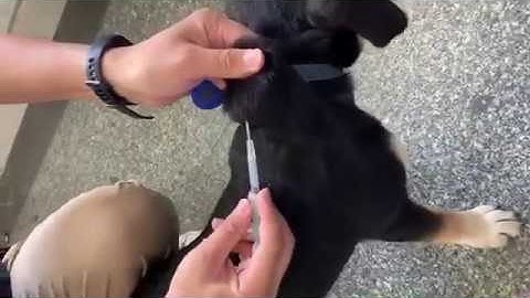 Yanazeo Animal RFID tag and AR180 Animal RFID Reader Testing Experimental video