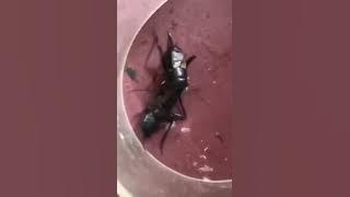 Adu jangkrik taruhan terkuat dibumi - bukan sembarang jangkrik