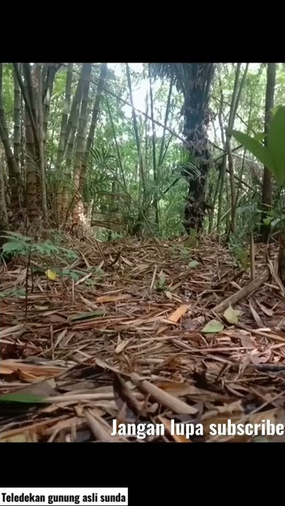 mikat burung teledekan gunung asli jawa barat