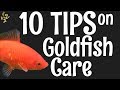 Goldfish Care: 10 Things You Should Know