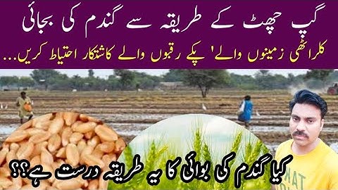 Ideal wheat sowing method for salts affected soils | Gup chhatt: a seed sowing method in saline soil