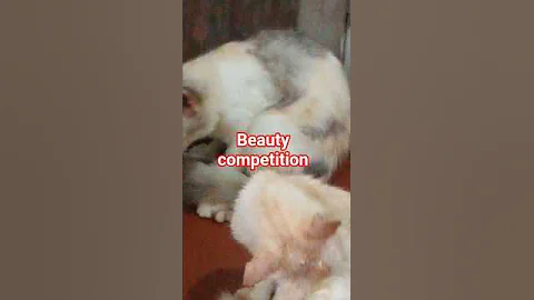 Video 9850811: cute cat lover