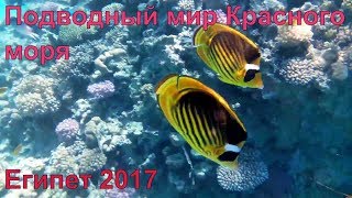 Красное море Шарм эль Шейх Египет 2017