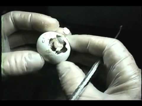 Baby Parrot Hatching : Assisting with Problem Hatches [Video]