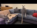 Kanga friends come in for a visit