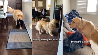 Golden Retriever Has The Cutest Daily Habit