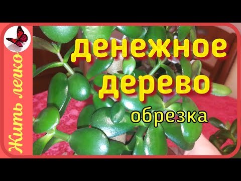 ОБРЕЗКА ДЕНЕЖНОГО ДЕРЕВА. Тотальная обрезка КРАССУЛЫ.