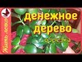 ОБРЕЗКА ДЕНЕЖНОГО ДЕРЕВА. Тотальная обрезка КРАССУЛЫ.