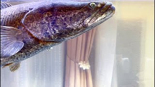 【悲報】巨大魚は病気になりました。｜釣りドラ