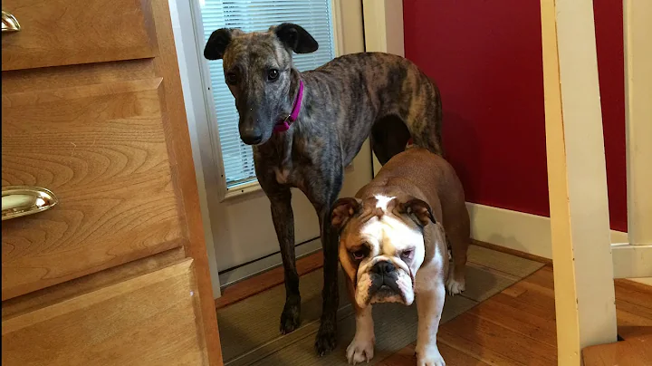 Agatha, owned by Amy Ruffino
