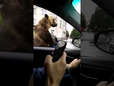 Video: Care este acțiunea în cădere de a atinge ursul spiritual?