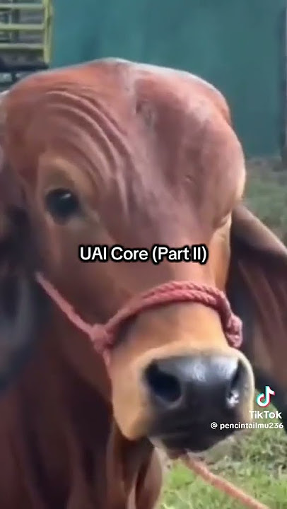 Uai core🤭#Uai core#ual #Azhar Idrus