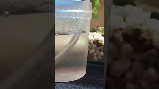#разведение артемии из цист #цисты артемии #рыбка #aquarium #артемия