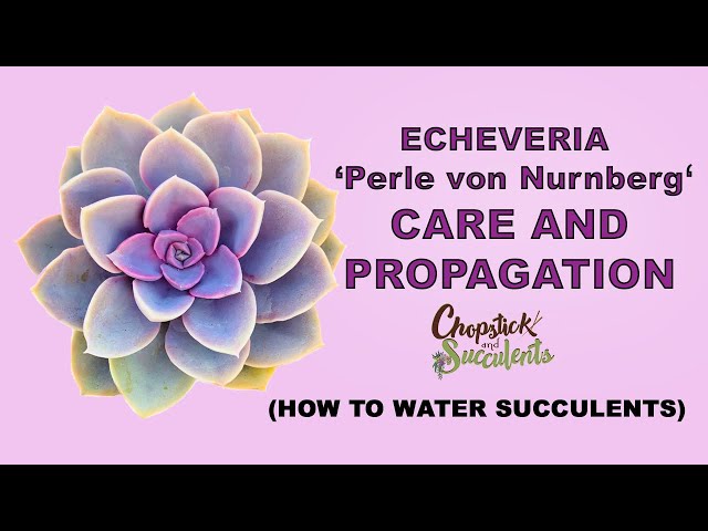 Echeveria ‘Perle Von Nurnberg’ CARE and PROPAGATION ( How to Water Your Succulents)