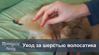 💡 Уход за длинношерстной кошкой: советы и лайфхаки