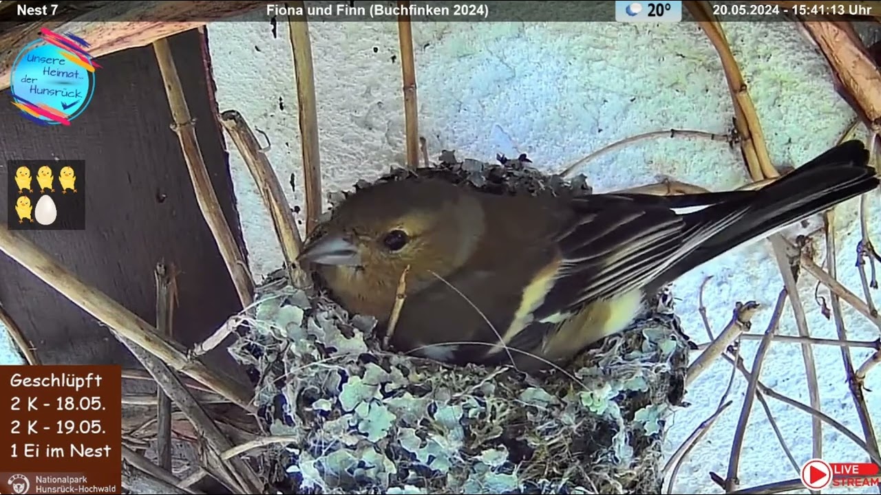 Śpiew samca zięby zwyczajnej  (Fringilla coelebs)