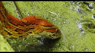 Ever see a Snake drink? This Red Cornsnake is drinking algae covered water from a drainage swale.