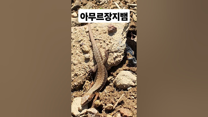 #아무르장지뱀 #도마뱀 #산골