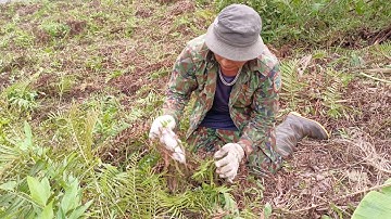 Hai vợ chồng miền bắc vây bắt chuột đồng khu cỏ hoang và cái kết /t04