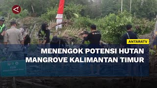 Menengok potensi hutan Mangrove Kalimantan Timur