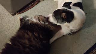 Leo cat hurt his ear and the dog is licking it for him