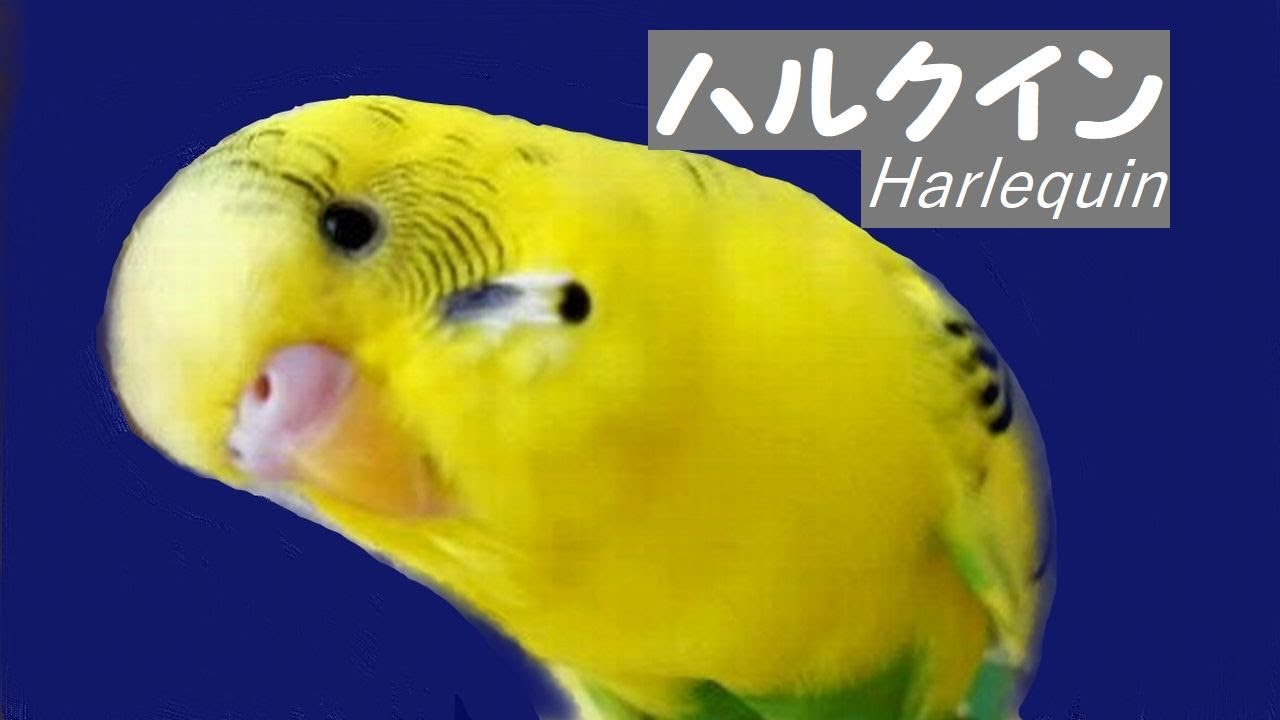 インコ 英語 セキセイ