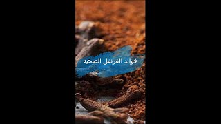 فوائد القرنفل الصحية