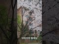 반포자이 벚꽃길^^