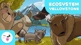 Yellowstone National Park Wildlife  Learning Ecosystems for kids