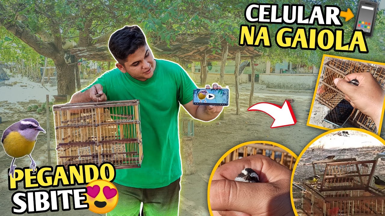 😱 PEGANDO SIBITE COM O CELULAR DENTRO DA GAIOLA!!! (Apenas com celular 📲) 