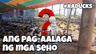 EP121 - PAG-AALAGA NG SEHO PARA SA ATING POULTRY #kaducks