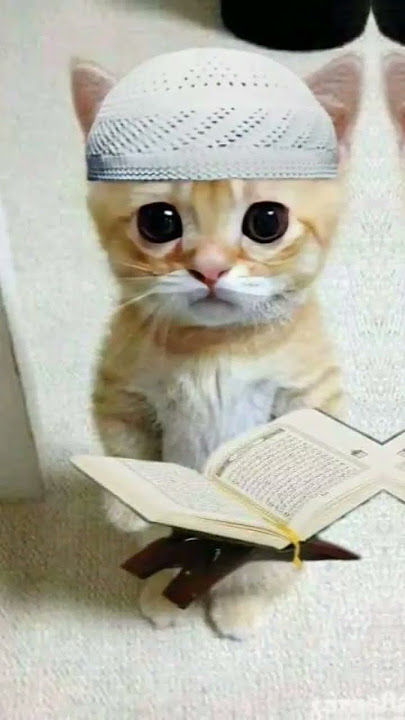 kucing pake peci dan kerudung sangat lucu