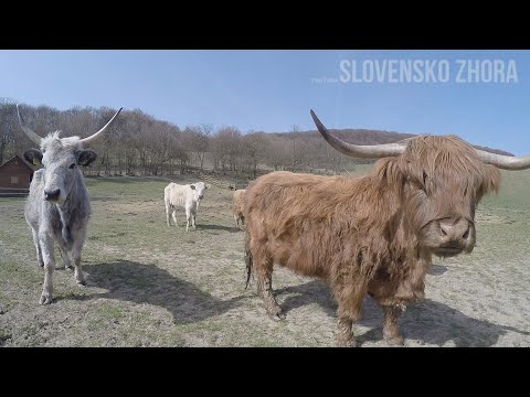 Biofarma Charolais - Highland Cattle - Americký Charolais