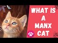 What is a Manx Cat? | Size of Manx Cat | Life Expectancy of Manx Cat |