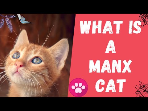 Video: Manx Cat Breed Hypoallergenic, Health And Life Span