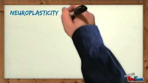 Brain-Based Approaches to Learning