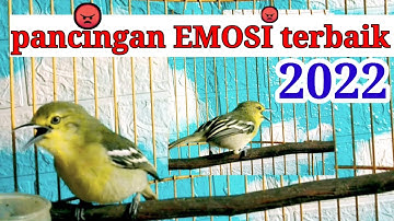 TERBAIK! pancingan sirtu biar bunyi | AGAR RAJIN BUNYI  dan membuat cipoh gacor TERUS