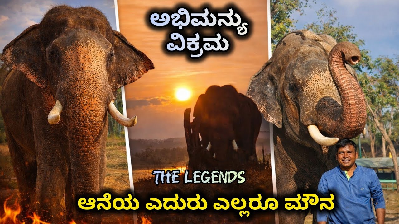 ಅಭಿಮನ್ಯು ಪವರ್ 💥 ಅನೇಕ ಆನೆ ಕಾರ್ಯಾಚರಣೆಗಳು🔥ಎಲ್ಲರ ಹಿಂದಿರುವ ಹೀರೋ ಅಭಿಮನ್ಯು 💪🐘ಲೆಜೆಂಡ್ ವಿಕ್ರಮ 🔥